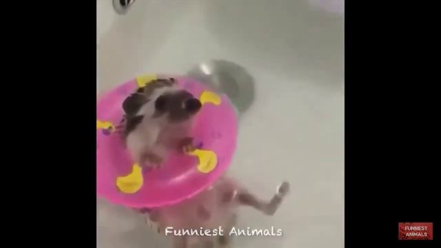 Смешной Ежик смотреть онлайн