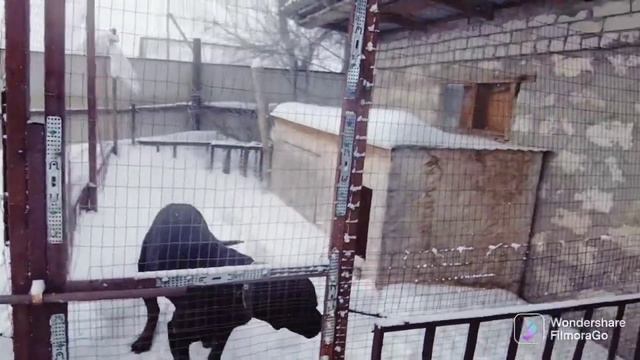 VLOG: у кошки заклинял рот смотреть онлайн