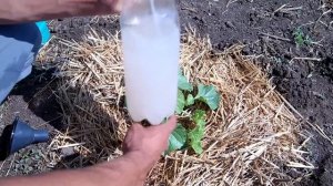 Тонкости выращивания дынь / Как вырастить дыню от семечки до сбора урожая