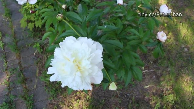 Beautiful White Peony Flower смотреть онлайн
