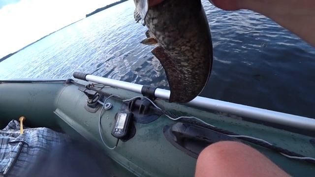 Ловля СОМА на КВОК моя СНАСТЬ и МОНТАЖ смотреть онлайн