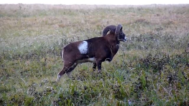 moufflon in free nature muflon ve volné přírodě смотреть онлайн