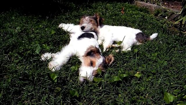 Fox Terriers - Mini & Maxi Фокстерьеры. смотреть онлайн