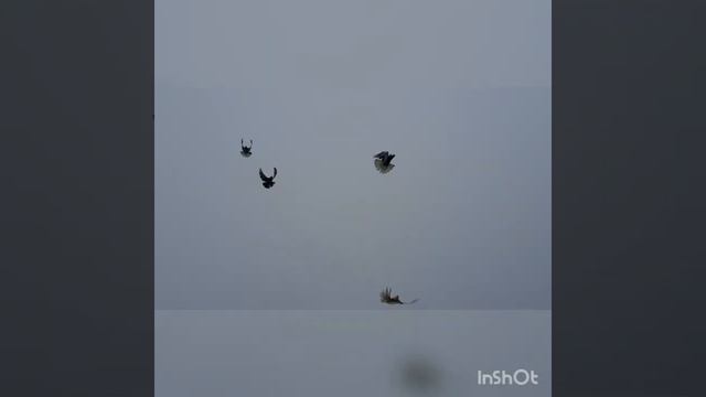 Николаевские серпастые голуби смотреть онлайн