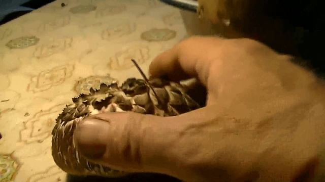 Гриб похожий на ежа / The mushroom looked like a hedgehog смотреть онлайн