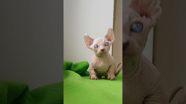 двельф dwelf cat смотреть онлайн