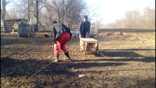 клетка для кроликов из старого серванта, переселил кролика в новую клетку смотреть онлайн