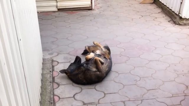 Собака спит в смешной позе / Dog Sleep In Funny Position