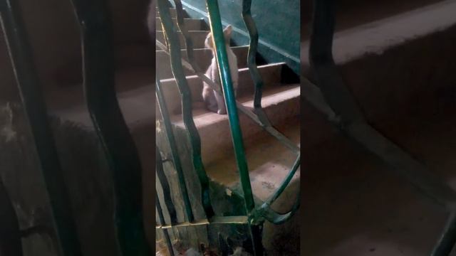 Свидание котов 1 часть смотреть онлайн