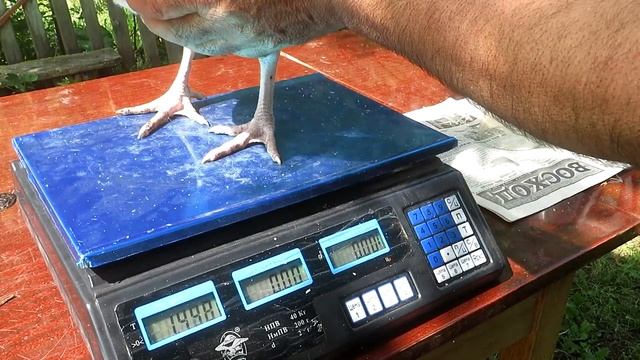 ИНДЮШКИ БИГ 6,вес в один месяц смотреть онлайн