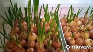 так лук на перо лучше растёт!!! или зачем обрезать лук?