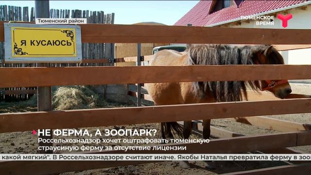 Россельхознадзор хочет оштрафовать тюменскую страусиную ферму за отсутствие лицензии смотреть онлайн