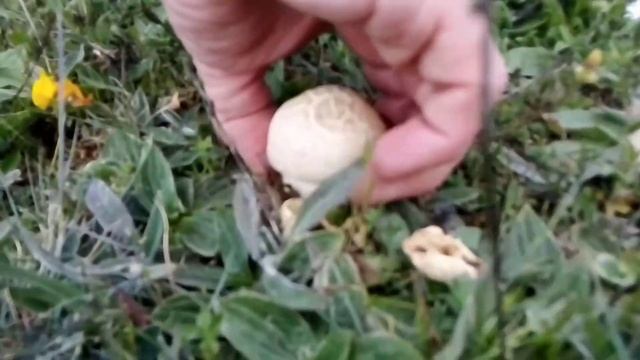 Agaricus Campestris, champiñon(2021-05-28) смотреть онлайн