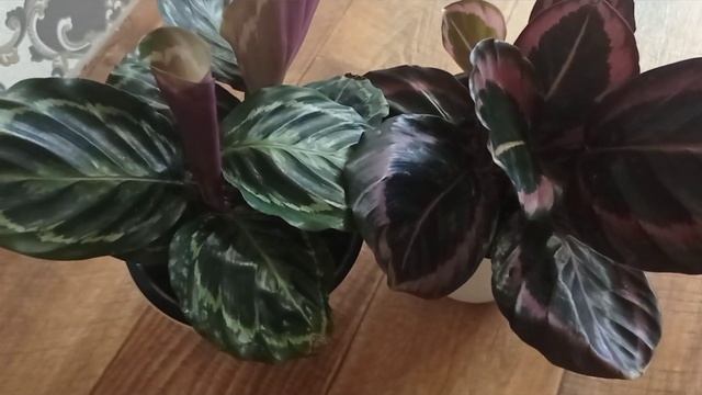 Комнатные. Часть 1. Калатеи смотреть онлайн