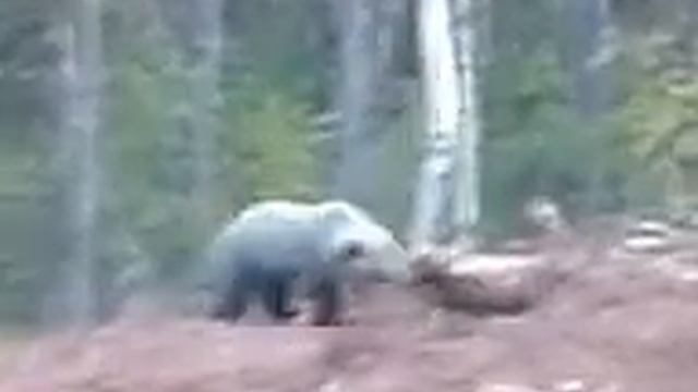 Ведмедь смотреть онлайн