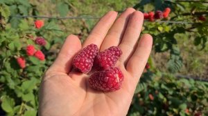 Ежемалина Тайберри. Потенциал сорта