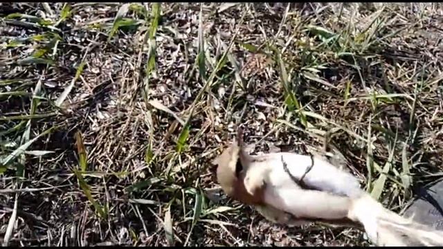 ловля на 2 оски.на даче смотреть онлайн