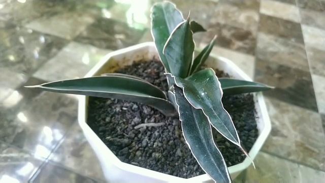 Sansevieria Ehrenbergii 'samurai'