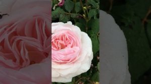 Роза Э Шропшир Лэд/ A Shropshire Lad D. Austin