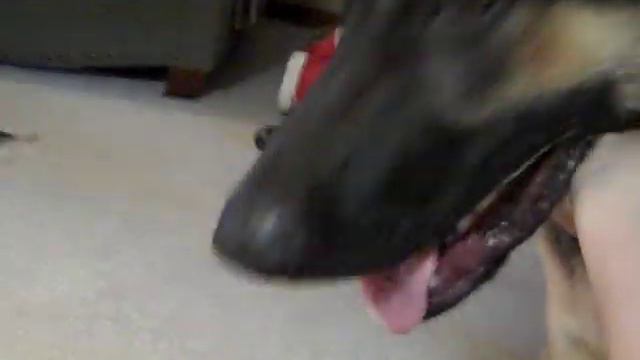 German Shepherd Versus English Bulldog..The Treat Puzzle Challenge смотреть онлайн