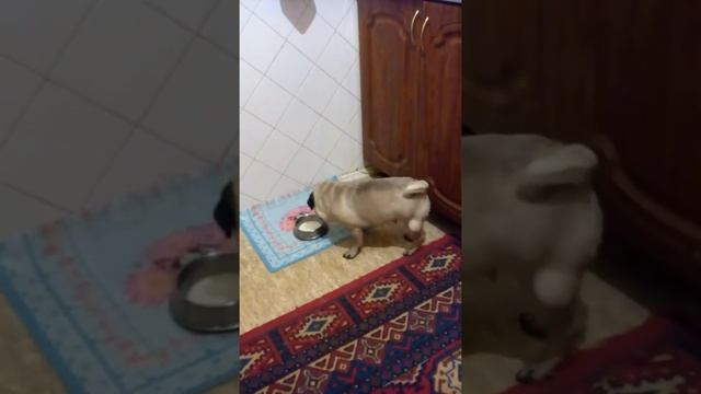 Первый раз собака пьёт молоко смотреть онлайн
