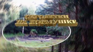 ОХОТА. КАБАНЫ. СЕГОЛЕТКИ НА КОРМУШКЕ.