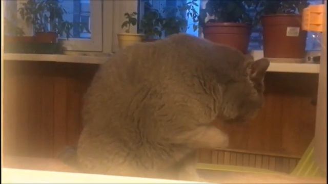 Британский кот Афанасий. British Cat. смотреть онлайн