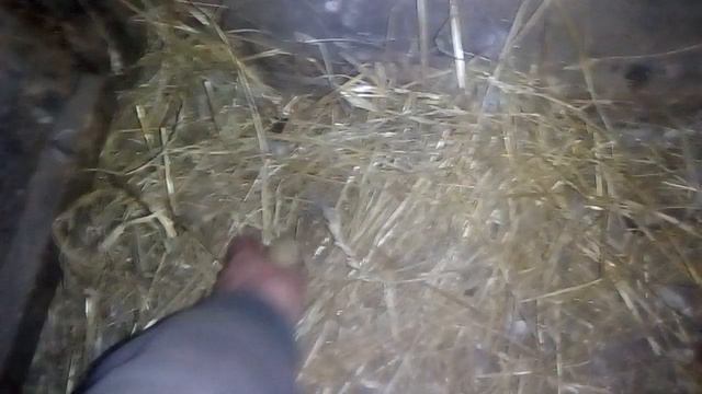 Занеслись индоутки и гуси . смотреть онлайн