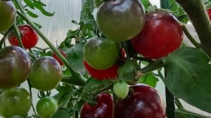 Томат чёрная гроздь, обзор