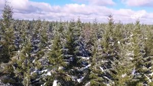 ?/ БЫЛЬ/ /ТАЕЖНЫЕ ПРИКЛЮЧЕНИЯ десятилетнего охотника/ Случай в тайге/