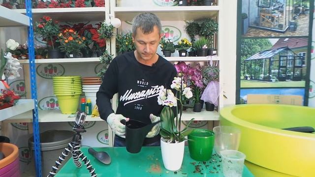 пересадка орхидеи Phalenopsis в кашпо для орхидей Elho и субстрат для орхидей Seramis