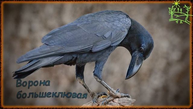 Голоса птиц Как поёт Ворона большеклювая (Corvus macrorhynchos).mp4 смотреть онлайн