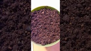 Самшит китайский - руководство по выращиванию