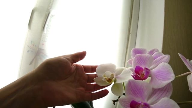 167#127 / Хобби-Цветы / ОБЗОР ЗАПАДНОГО ОКНА 02.2019 смотреть онлайн