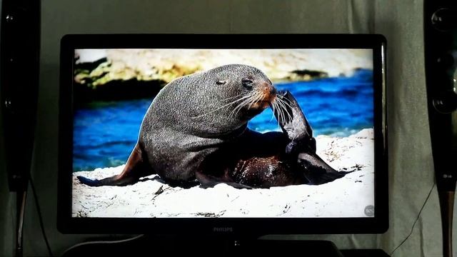 Телевизор Philips 42PFL3605/60 смотреть онлайн