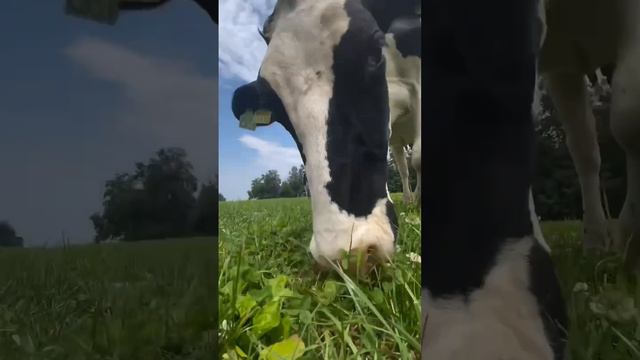 Коровопылесос смотреть онлайн