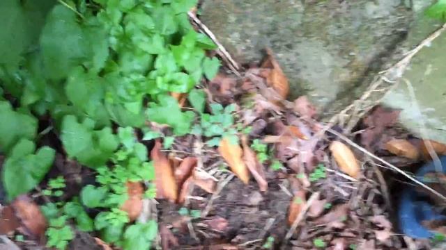 Hunting A 1909' House