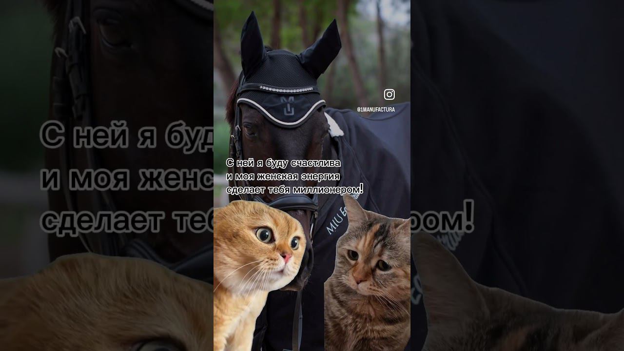 #юмор #котики