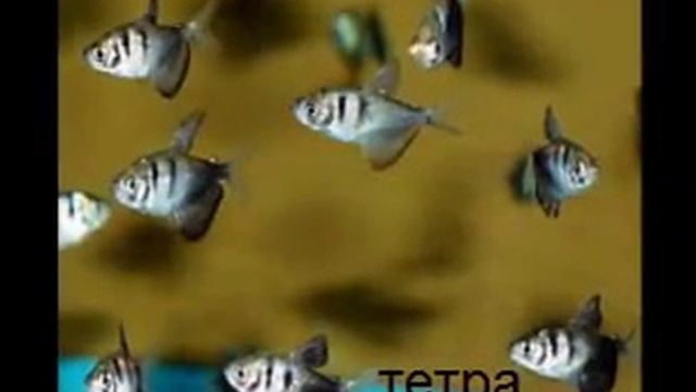 аквариумные рыбки для начинающих смотреть онлайн