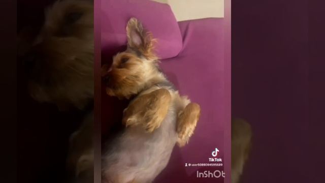 Йорки. Домашние питомцы. Домашние животные. Приколы с животными. Карликовые собаки. смотреть онлайн
