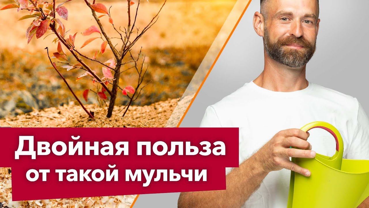 ЧЕМ ПРОЛИТЬ ОПИЛКИ, чтобы они стали идеальным удобрением и мульчей для всего огорода? смотреть онлайн