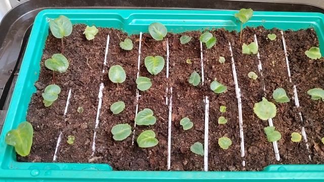 Цикламены.(Cyclamen) Отчёт по сеянцам. Как полить первый раз спустя 2 месяца после всхода. смотреть онлайн