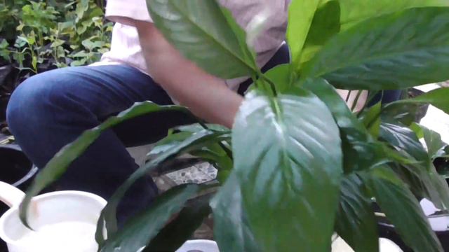 CARA MENANAM PEACE LILY MENGGUNAKAN MEDIA AIR DI TOPLES PLASTIK & KACA смотреть онлайн