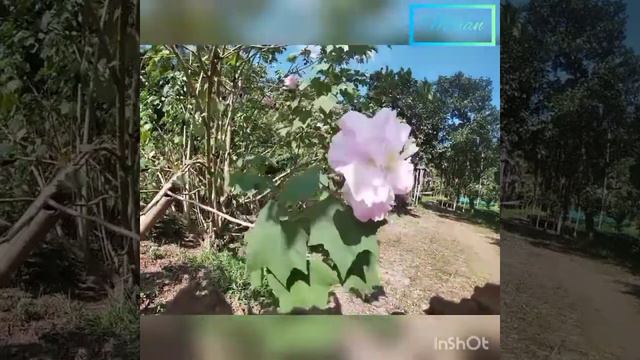 confederate rose смотреть онлайн