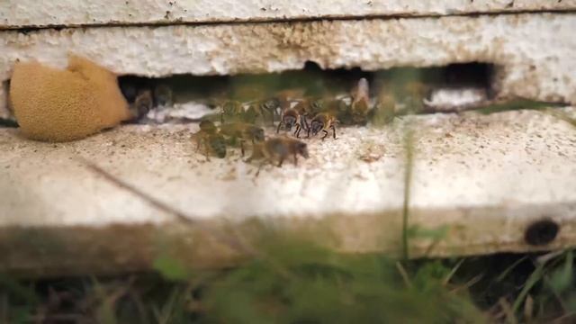 Аренда Пчёл! Что Это Вообще такое? Сколько денег можно поднять на пчёлах? смотреть онлайн