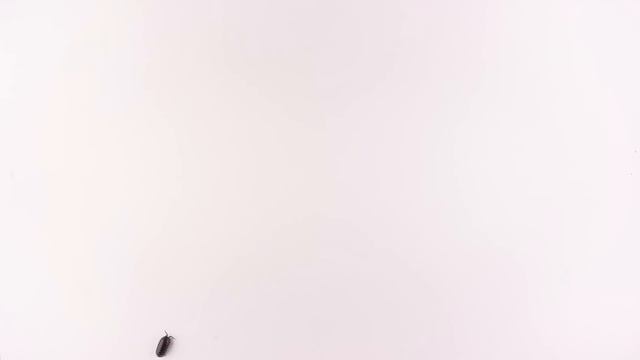 CATS TV - 25 IN 1 ?? BEST Games Compilation for cats ??️? 4K [Cats TV] 3 Hours смотреть онлайн