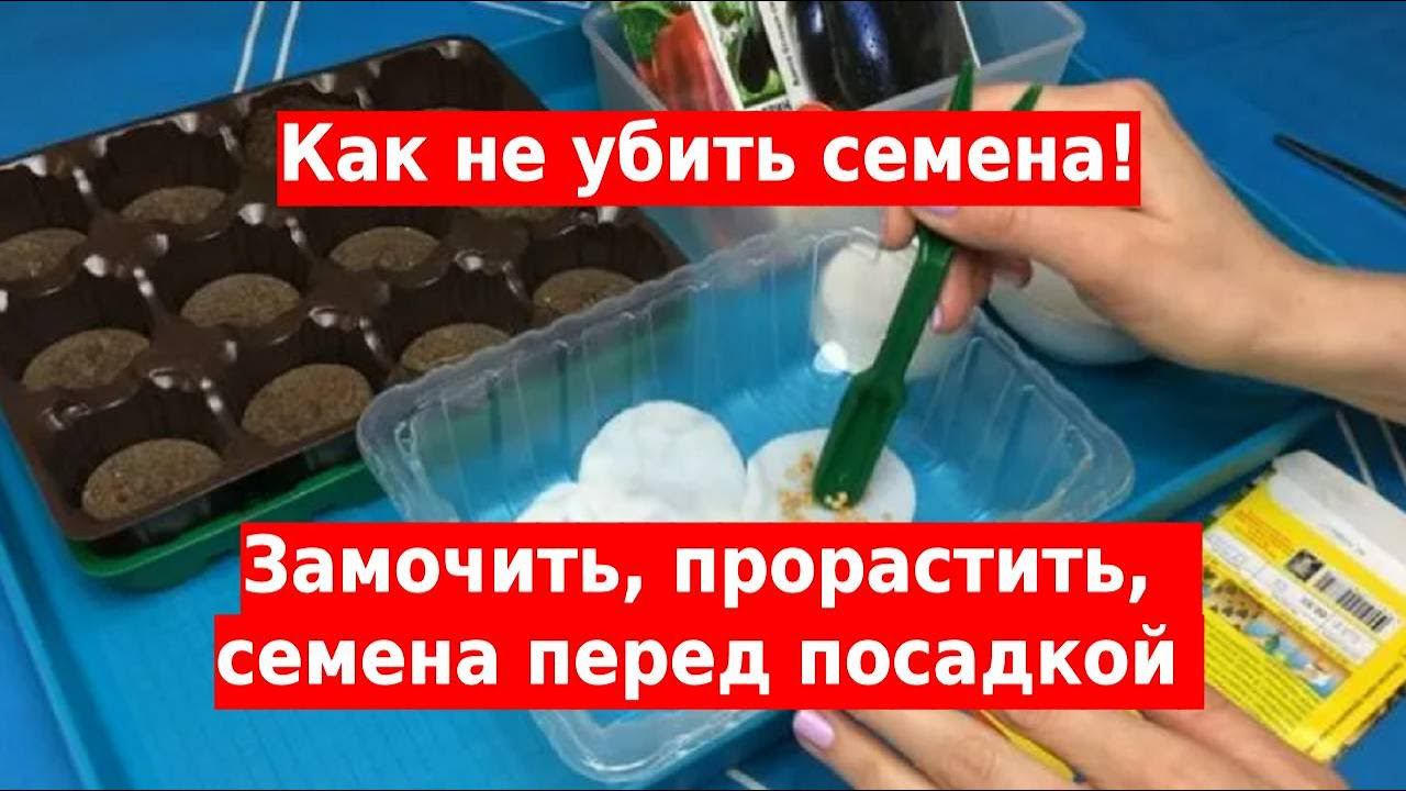 Как замочить семена, прорастить и не убить их смотреть онлайн