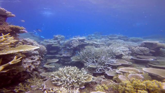 Great barrier reef dive 31.12.2022 смотреть онлайн