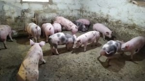 Горох для Откорма Свиней, Как Он Работает?!