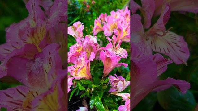 Enjoying My Beautiful Flowers Garden #76 #Alstroemeria #flowersgarden #rurallife #nature #flowers смотреть онлайн